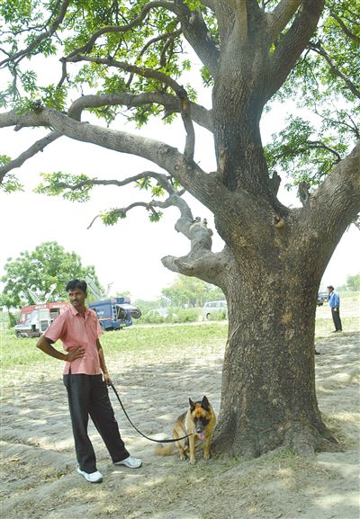 兩名少女在這棵樹(shù)上被吊死。