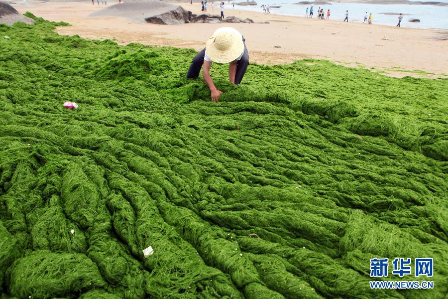 6月10日，山東日照市萬平口景區(qū)管理部門組織工作人員在清理海灘上的滸苔。