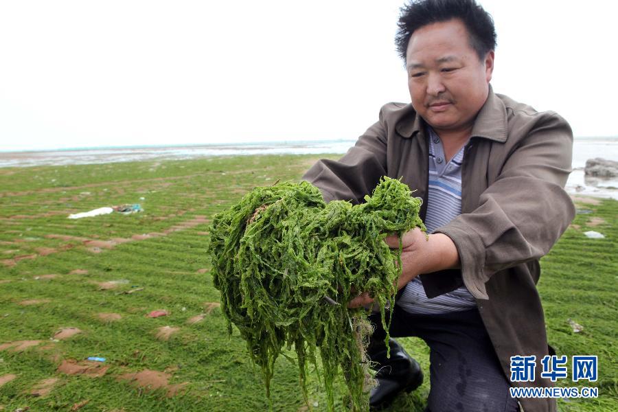 6月10日，在江蘇省連云港市贛榆縣海州灣旅游度假區(qū)，一名漁民在展示清理的滸苔。