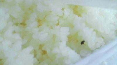 陸先生在高鐵上購買的“梅菜扣肉套餐”盒飯。盒飯中的米飯上有芝麻狀的黑色小蟲。