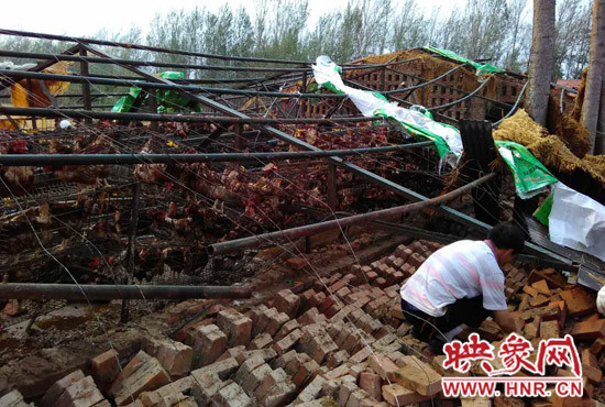 養(yǎng)雞場受災(zāi)