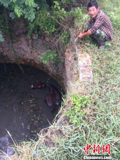 圖為大水牛掉進13米深坑，民警消防灌水施救。