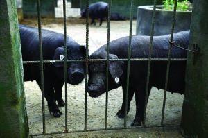 觀測(cè)點(diǎn)飼養(yǎng)區(qū)設(shè)有豬圈，可觀察豬是否有異常反應(yīng)