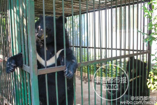 男子800元買寵物狗誤購(gòu)黑熊 每月飼料上千元