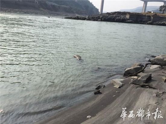 小伙跳江自殺 父母給不起撈尸錢(qián)遺體泡江中