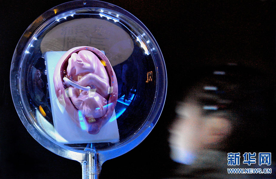 一名小學(xué)生在鄭州科技館內(nèi)參觀介紹遺傳、生育等知識的“奇幻生命之旅”展覽（2007年2月18日攝）。