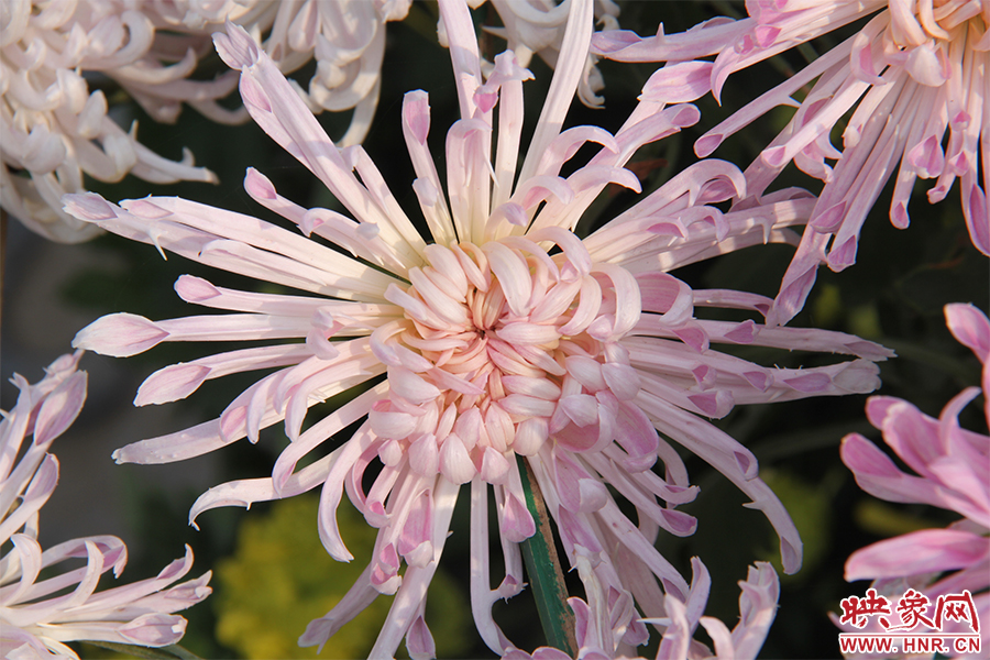 菊花綻放美麗。