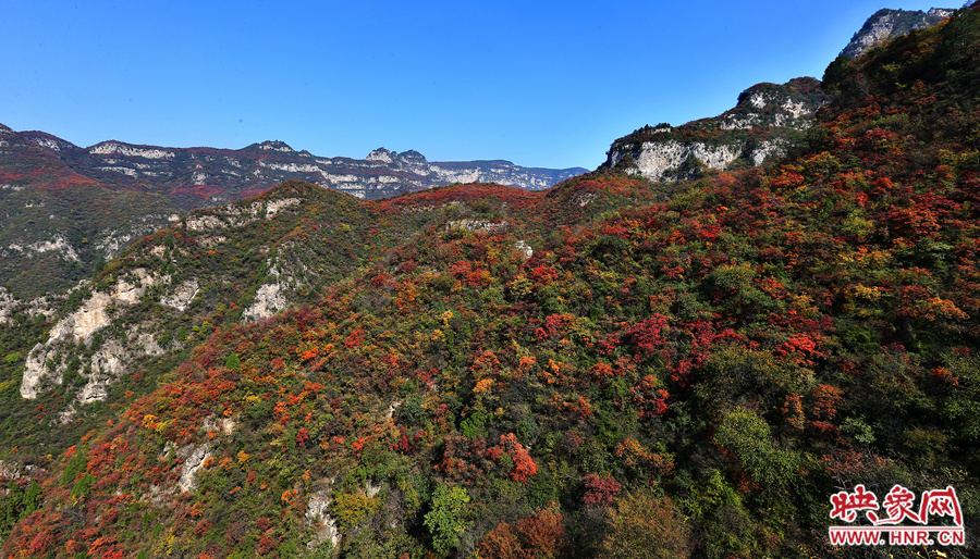 紅色，黃色，綠色的樹葉相互映襯