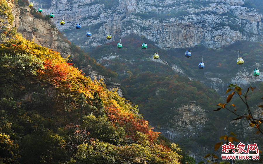 索道下的山坡，陽光灑在色彩繽紛的樹葉上