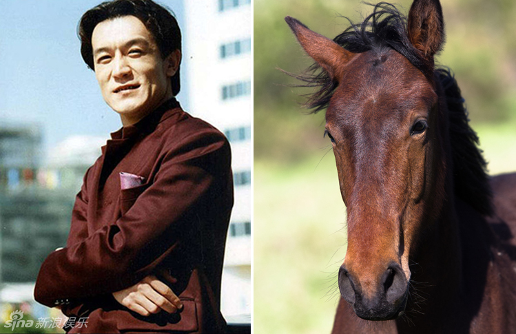 不小心就撞臉了！盤點動物界的明星相