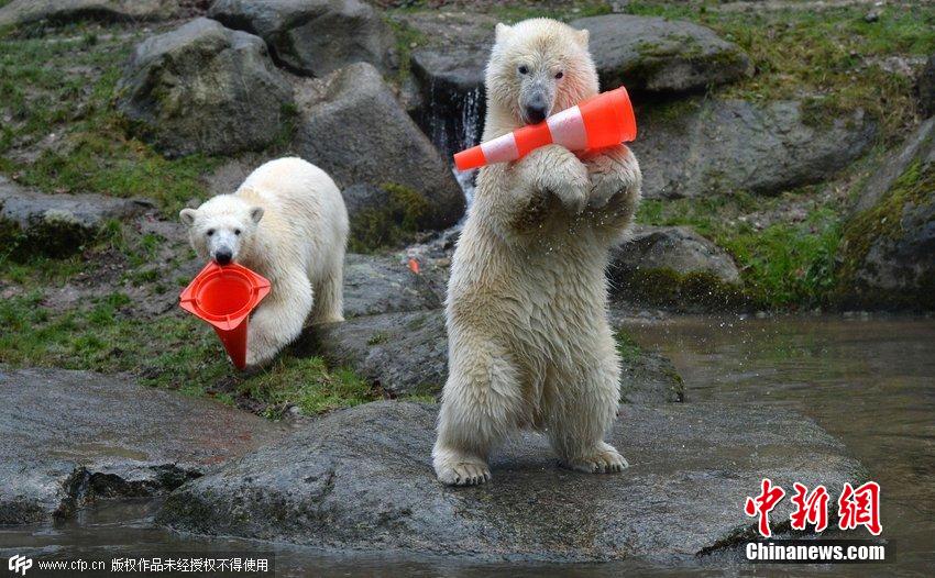 德國雙胞胎北極熊生日派對(duì)玩轉(zhuǎn)交通錐標(biāo)