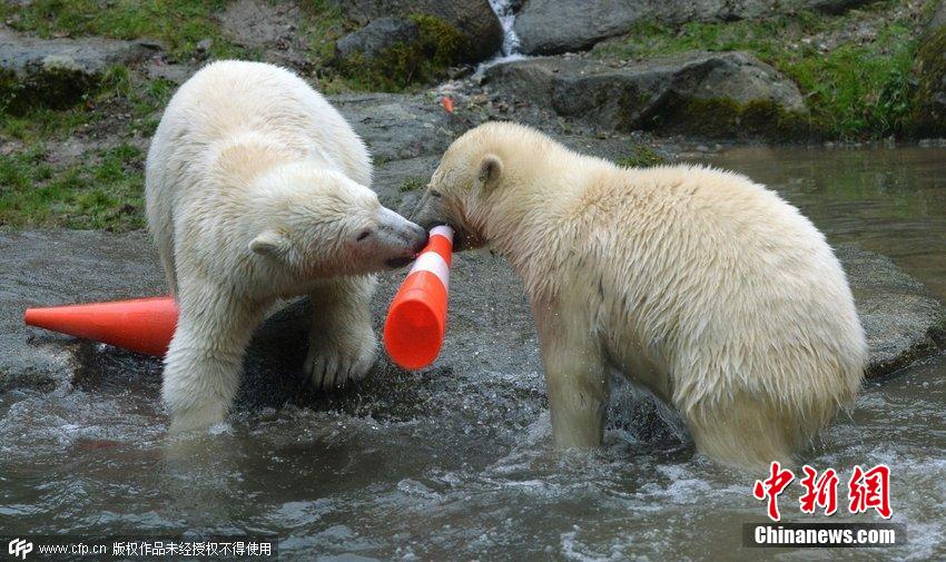 德國雙胞胎北極熊生日派對(duì)玩轉(zhuǎn)交通錐標(biāo)