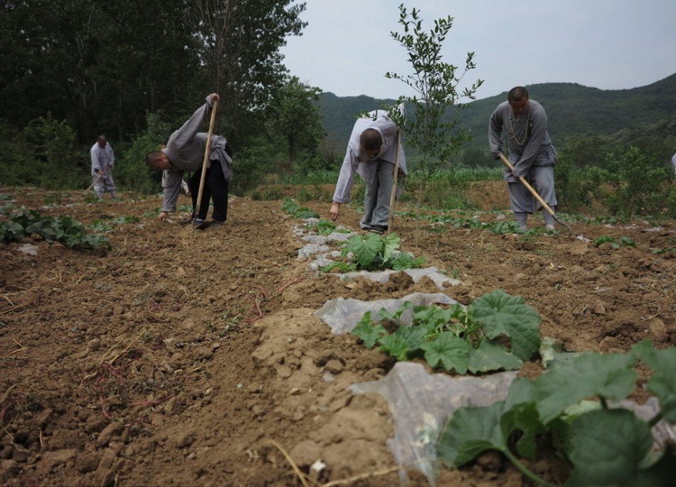 少林寺耕種的120多畝小麥?zhǔn)炝?，武僧們走進(jìn)田間，收獲黃燦燦的果實(shí)。