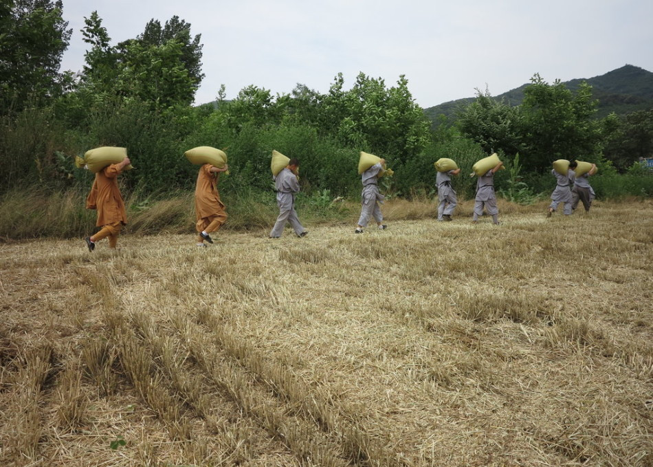 武僧在田間肩扛糧食。