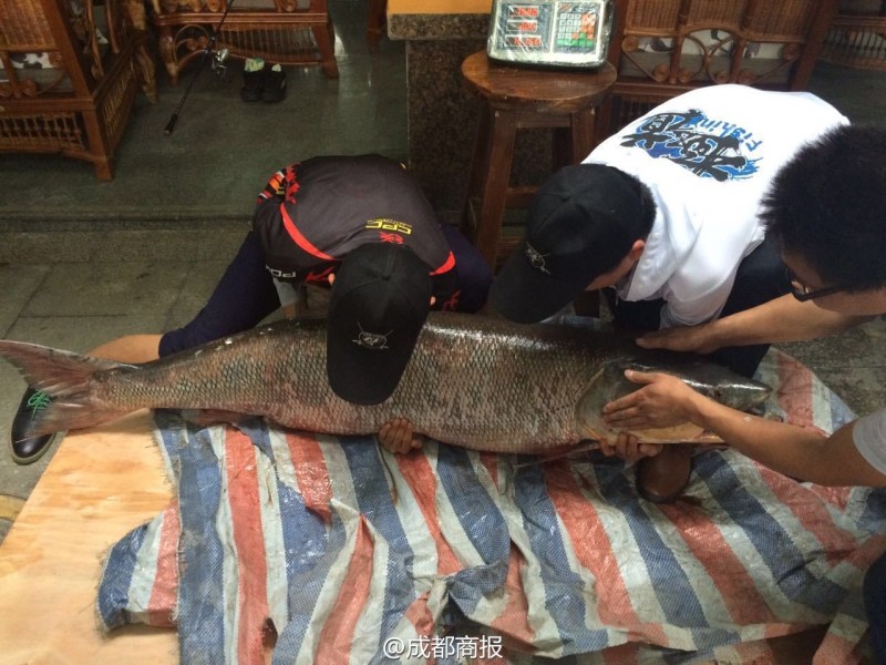 圖為父子倆翻動大魚。