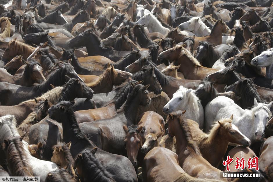 西班牙傳統(tǒng)野馬節(jié)火熱開(kāi)賽 場(chǎng)面壯觀 西班牙傳統(tǒng)野馬節(jié)火熱開(kāi)賽 場(chǎng)面壯觀