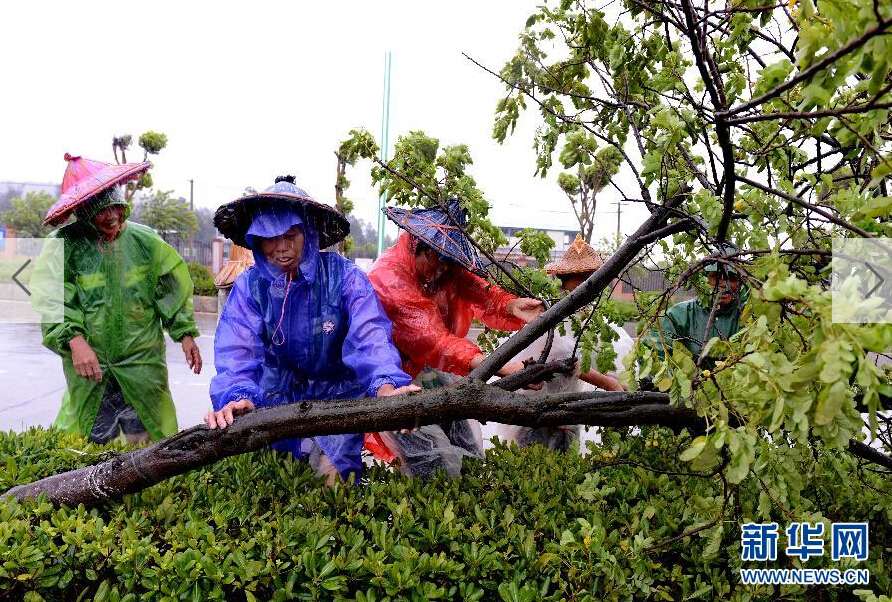  8月8日，工人在福建省石獅市公路邊清理被大風吹倒的樹木。
