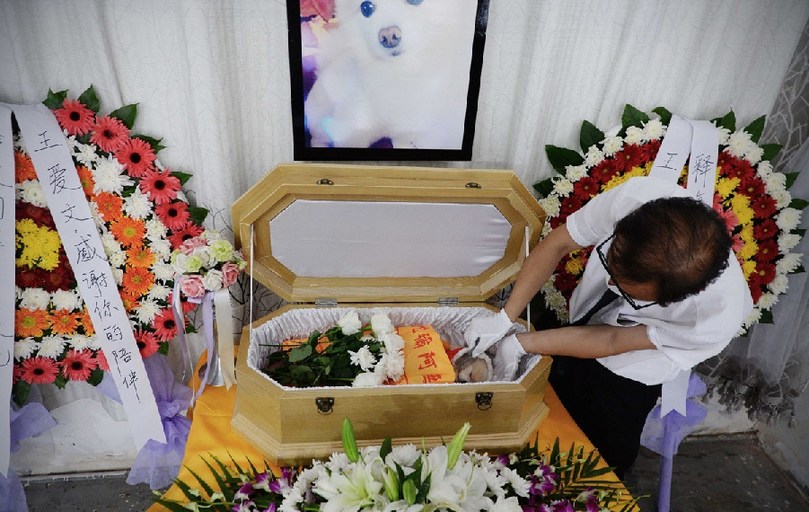 一名工作人員給狗狗整理儀容。