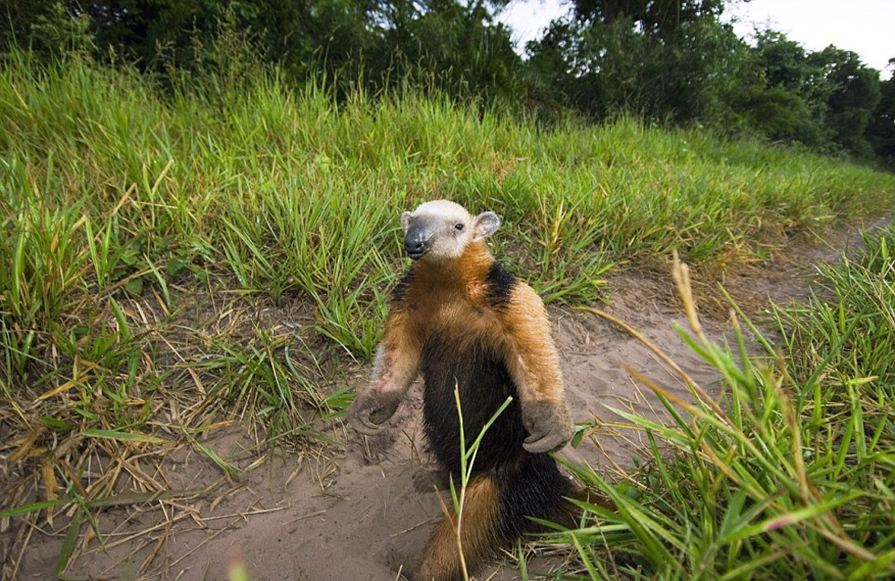 這頭食蟻獸站起來是想在車前顯得自己更高大一點(diǎn)。（網(wǎng)頁截圖）