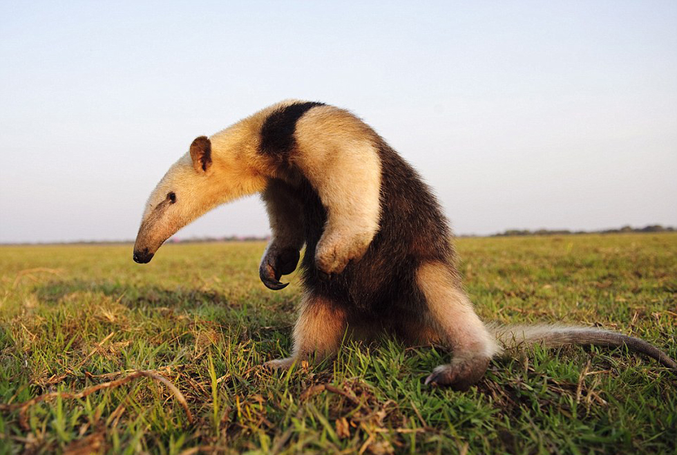 勇敢的食蟻獸。（網(wǎng)頁截圖）