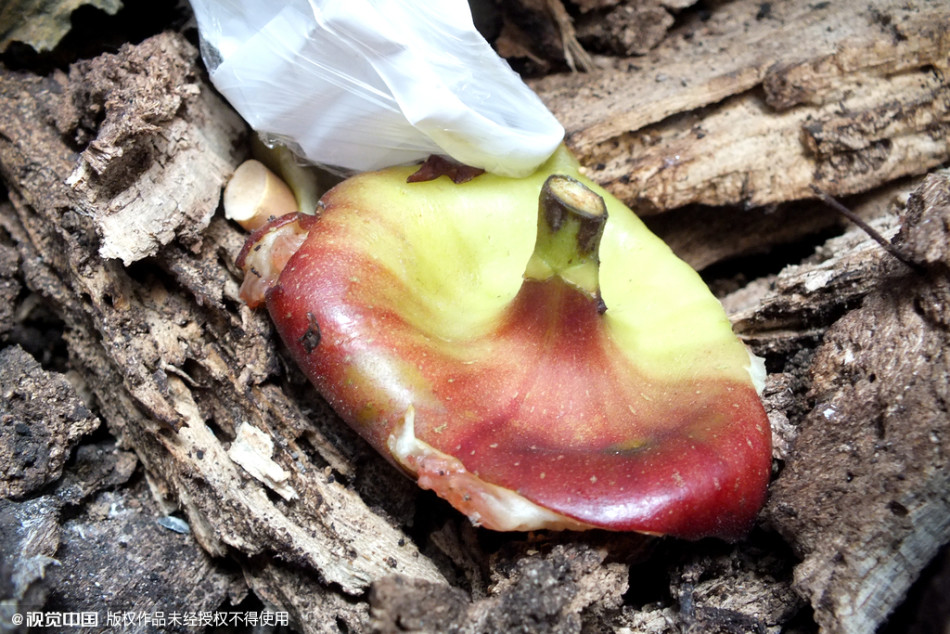 南京千株梧桐樹淪為“垃圾箱” 南京千株梧桐樹淪為“垃圾箱”
