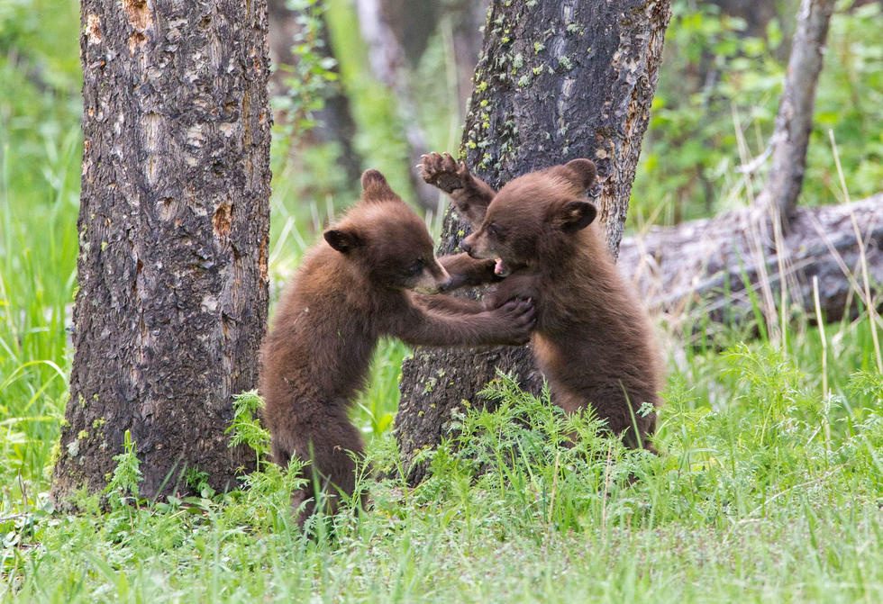 兩只萌噠噠的小熊在一顆大樹下玩躲貓貓，一會突然跳出來嚇唬對方，一會對著彼此做鬼臉，逗趣模樣讓人忍不住捧腹大笑。