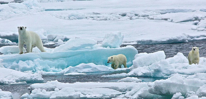 北極熊寶寶起來后看見有攝像機(jī)，便好奇地盯住娜塔西亞手中的機(jī)器。