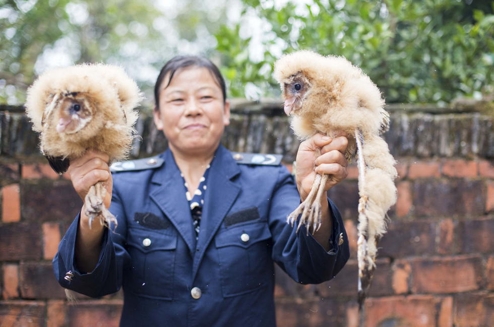 11月6日，記者聯(lián)系上都昌縣的村民危億玲，她是撿到雛鳥的曹女士的兒媳。她向記者介紹，稱他們家住在蔡嶺鎮(zhèn)北炎村港邊舍自然村，她婆婆11月4日下午上山采茶籽時，在樹下發(fā)現(xiàn)了5只可愛的雛鳥并帶回了家。