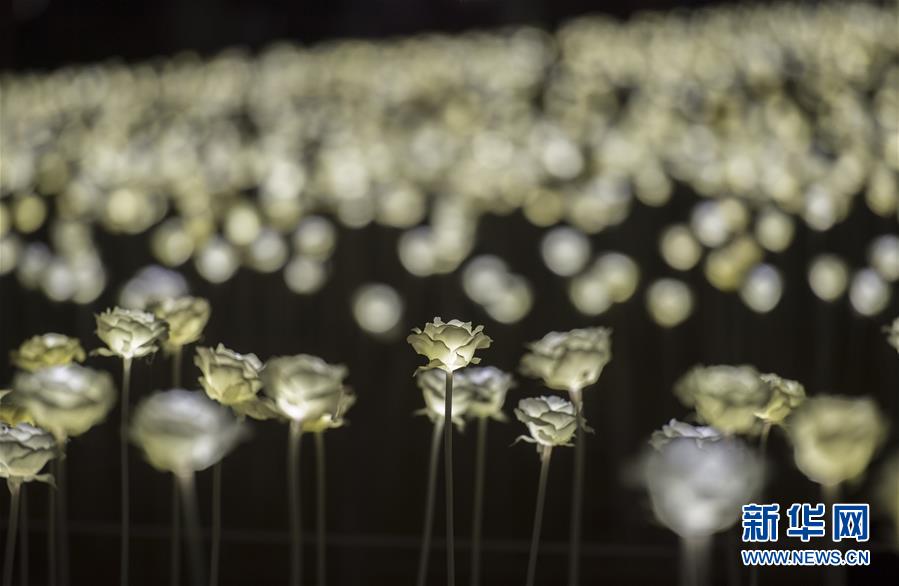 (晚報(bào))(5)香港玫瑰燈海點(diǎn)亮維港 (晚報(bào))(5)香港玫瑰燈海點(diǎn)亮維港