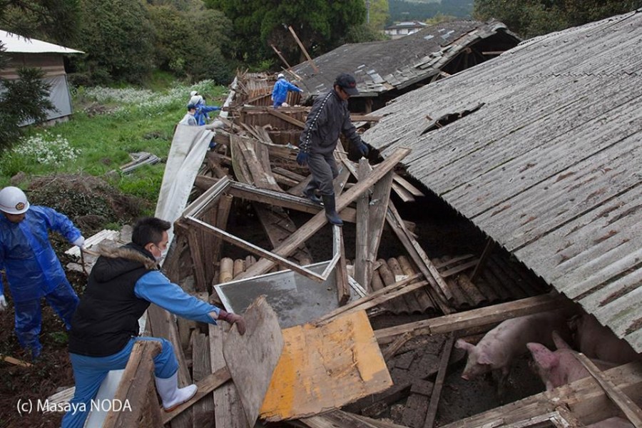 熊本地震后現“豬堅強” 救出后被送屠宰場