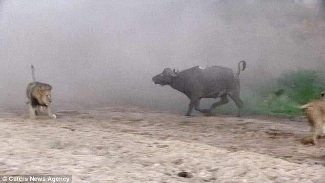 然后在獅群還在打架時(shí)悄悄地溜走了，留下一個(gè)瀟灑的背影。