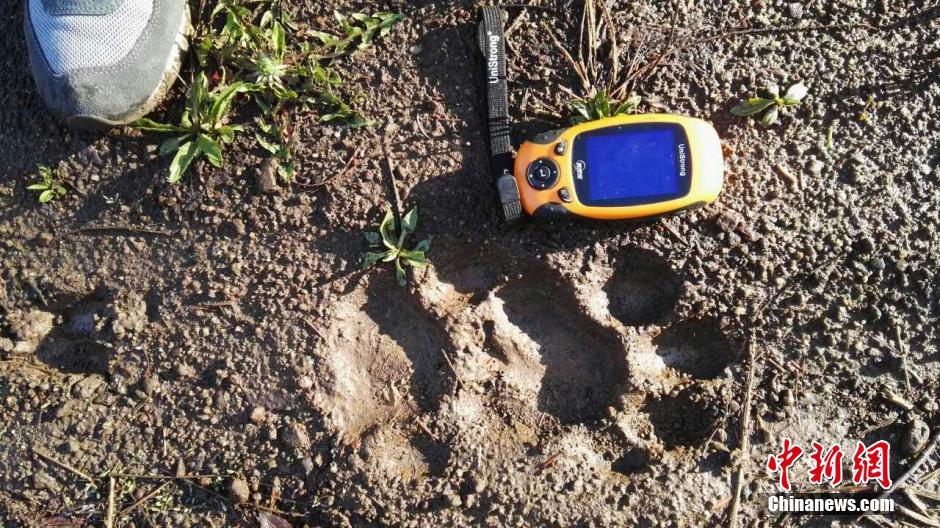 黑龍江老爺嶺保護區(qū)多次拍到野生東北虎、豹影像