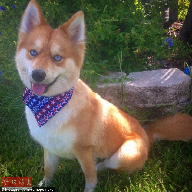 狐貍還是狗？藍(lán)眼睛萌寵走紅網(wǎng)絡(luò)