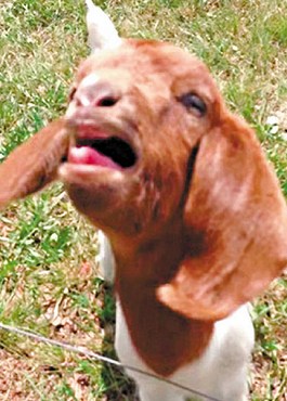 這只會(huì)說話的小山羊不斷發(fā)出類似“What”的聲音。