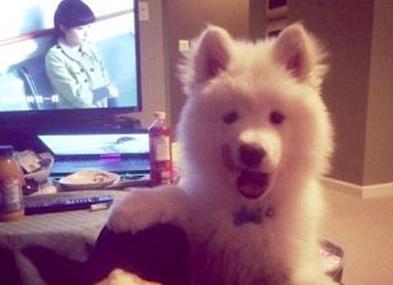 已經(jīng)被他人領(lǐng)養(yǎng)的Bosco。（加拿大《世界日?qǐng)?bào)》援引CBC）