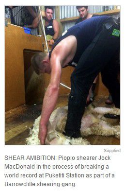 男子8小時內(nèi)為2910只羊剪毛 男子8小時內(nèi)為2910只羊剪毛