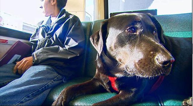 伊柯麗斯(Eclipse)搭乘公車。