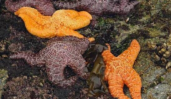 近2年來，估計(jì)有百萬(wàn)只海星自殺（臺(tái)灣中時(shí)電子報(bào)）