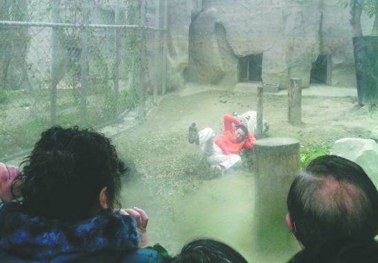 昨日，成都動(dòng)物園，男子進(jìn)入白虎活動(dòng)區(qū)后被白虎拖行。動(dòng)物園出動(dòng)50多人成功營(yíng)救下他