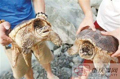 楊先生買來的鱷龜有很強的攻擊性。見習(xí)記者 雷鍵 攝