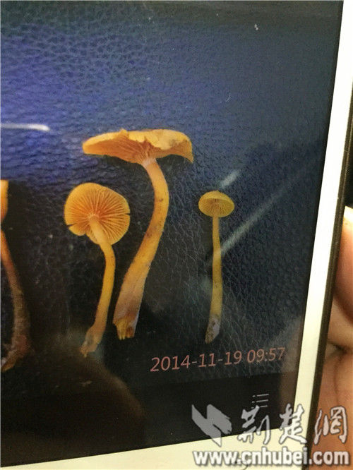 圖為:張小剛用手機拍下的毒蘑菇 圖為:張小剛用手機拍下的毒蘑菇