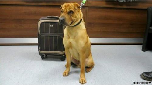 蘇格蘭動物權(quán)益慈善組織已經(jīng)通過芯片查出這只小狗的名字叫凱。