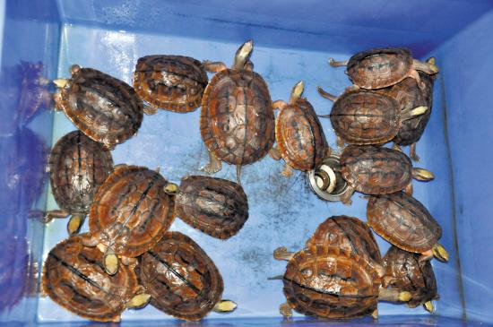 小偷入室不撬保險(xiǎn)柜偷烏龜 24只金錢龜值300萬(wàn)