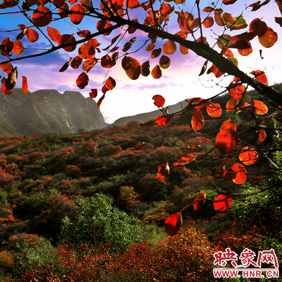 嵩山紅葉:中原第一紅葉 金秋游覽休閑最強(qiáng)攻略 嵩山紅葉:中原第一紅葉 金秋游覽休閑最強(qiáng)攻略