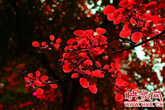 欒川發(fā)布散客旅游通票 160元玩轉(zhuǎn)六大景區(qū) 欒川發(fā)布散客旅游通票 160元玩轉(zhuǎn)六大景區(qū)