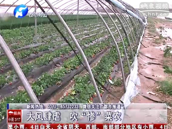 大風(fēng)肆虐 大棚菜農(nóng)損失嚴重