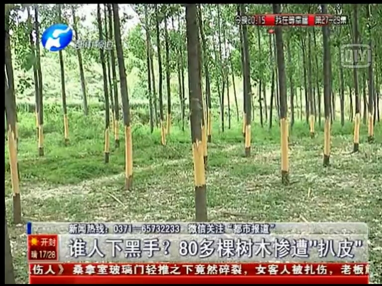 80多棵樹被“扒皮” 誰痛下黑手？