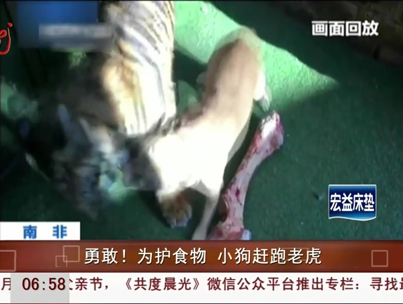 勇敢！為護食物 小狗趕跑老虎