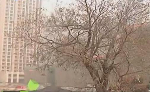 多花近百萬(wàn) 只為保護(hù)古槐樹