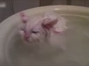 喜歡在盆里暖浴喵咪！這貨太懶了